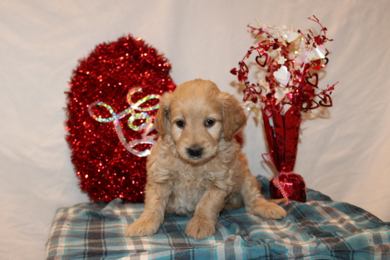 puppy, for, sale, Mini Goldendoodle F2, Matthew B. Stoltzfus, dog, breeder, Gap, PA, dog-breeder, puppy-for-sale, forsale, nearby, find, puppyfind, locator, puppylocator, aca